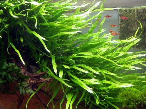 Java Fern "Narrow" (5+ leaves) - AquaHorizon
