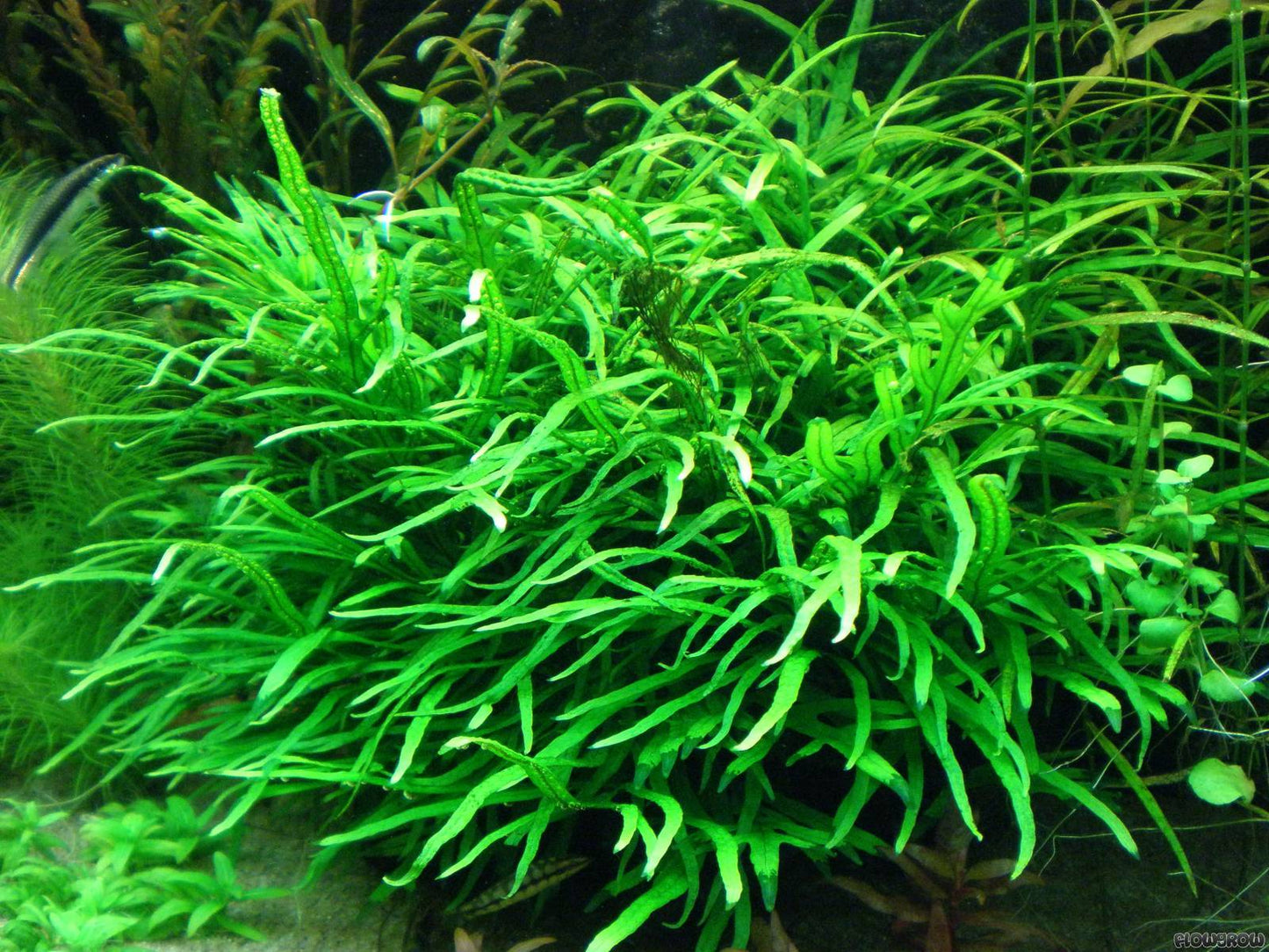 Java Fern Trident