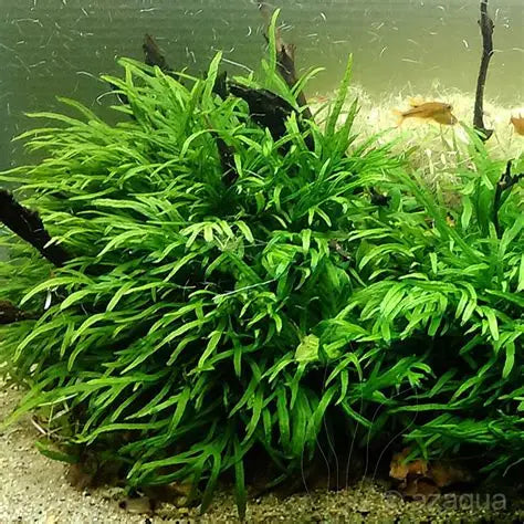 Java Fern Trident