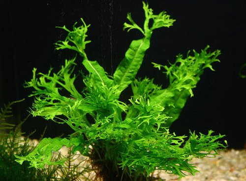 Java Fern 'Windelov' - AquaHorizon