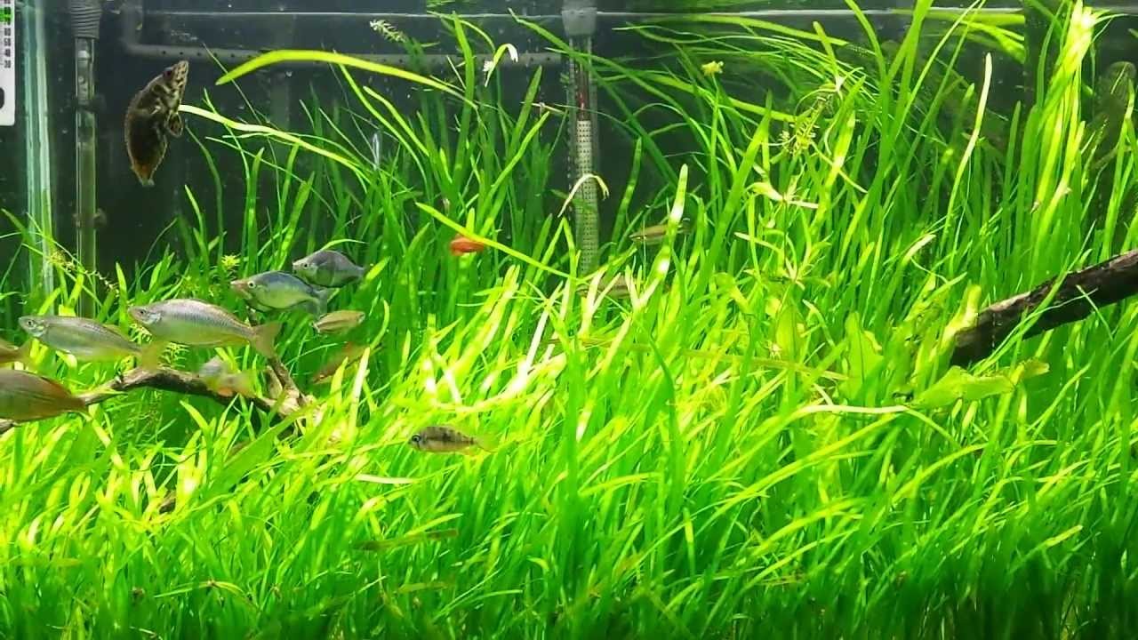 Jungle Vallisneria (3 plants)