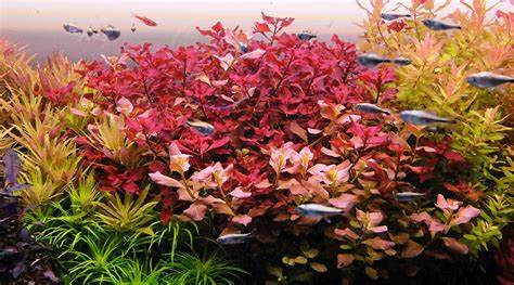 Ludwigia Super Red (6+ stems) - AquaHorizon