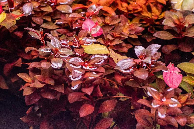 Ludwigia Super Red (6+ stems) - AquaHorizon
