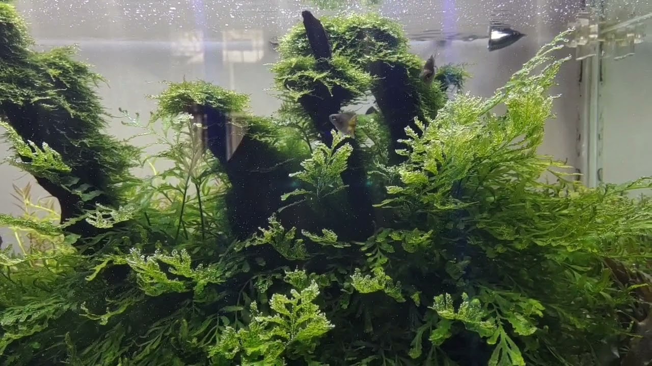 Mini Bolbitis "Baby Leaf" (2in by 2in clump) - AquaHorizon