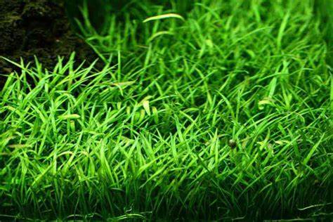 Lilaeopsis Brasiliensis/Micro sword (~3 in pot worth) - AquaHorizon