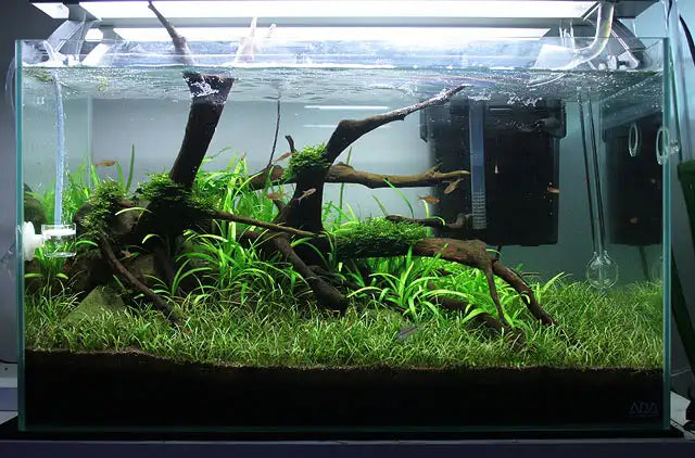 Lilaeopsis Brasiliensis/Micro sword (~3 in pot worth) - AquaHorizon