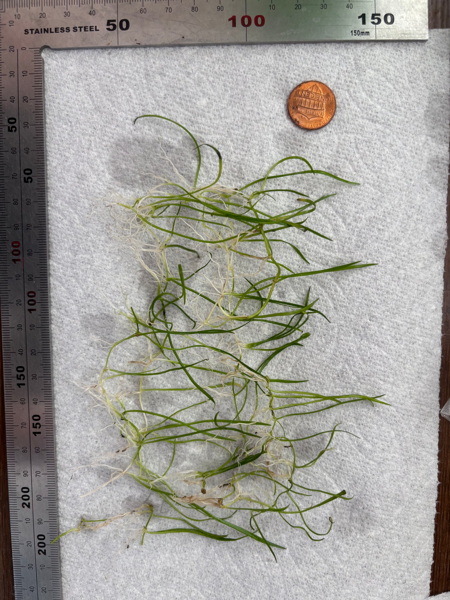Lilaeopsis Brasiliensis/Micro sword (~3 in pot worth) - AquaHorizon