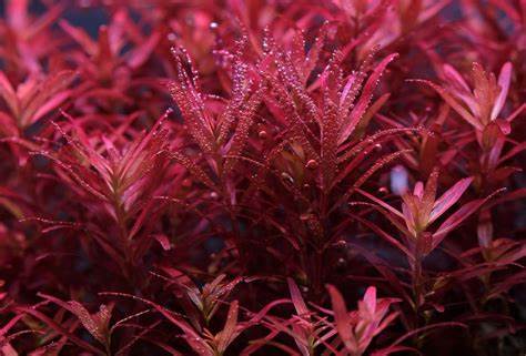 Rotala Rotundifolia "Red" (8+ stems) - AquaHorizon