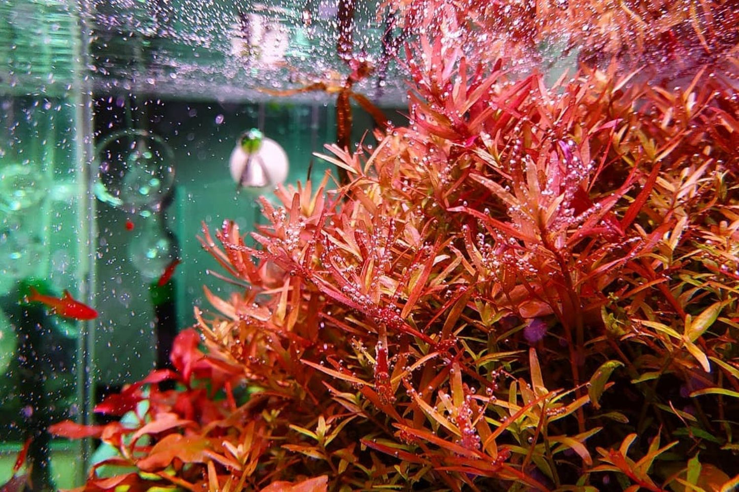 Rotala Rotundifolia "Red" (8+ stems) - AquaHorizon