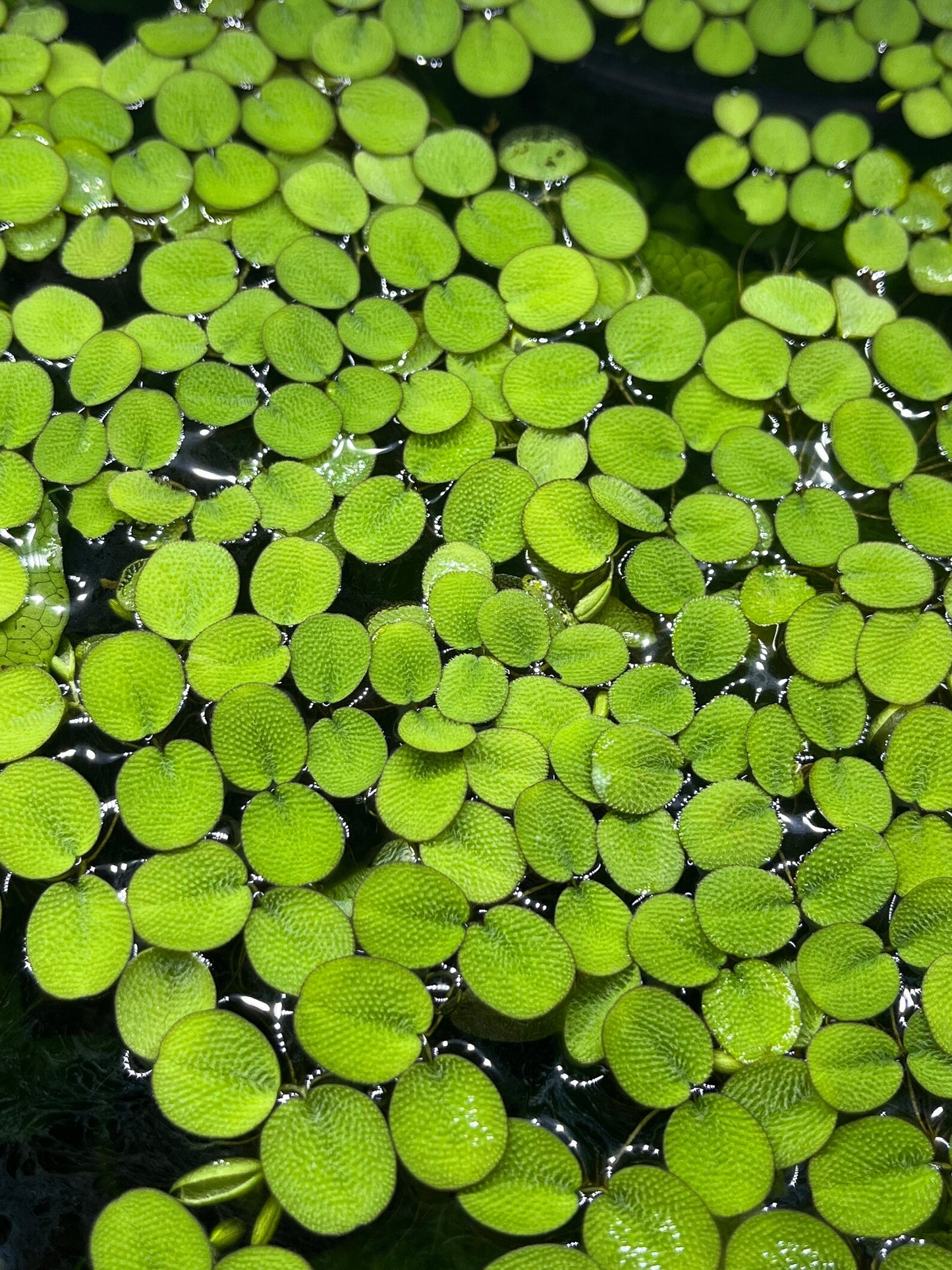 Water Spangles/Salvinia Minima (~5 in by 5 in) - AquaHorizon