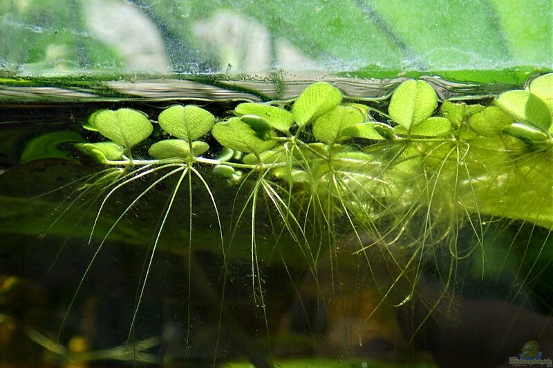 Water Spangles/Salvinia Minima (~5 in by 5 in) - AquaHorizon