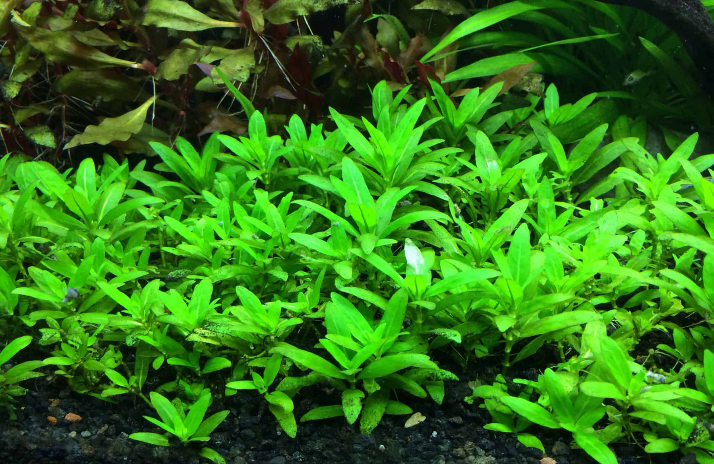 Staurogyne Repens (8+ stems) - AquaHorizon