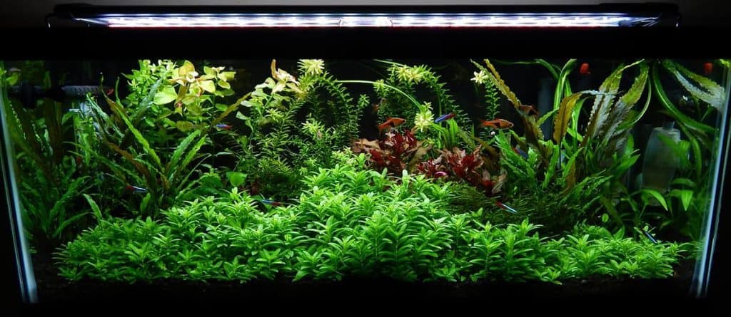 Staurogyne Repens (8+ stems) - AquaHorizon