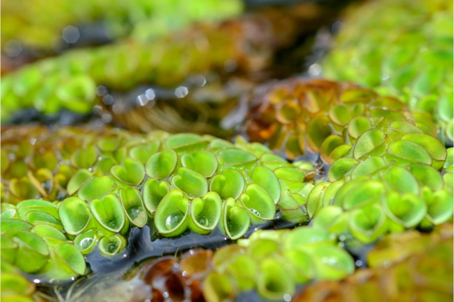 Salvinia Cucullata (~5in by 5in) - AquaHorizon