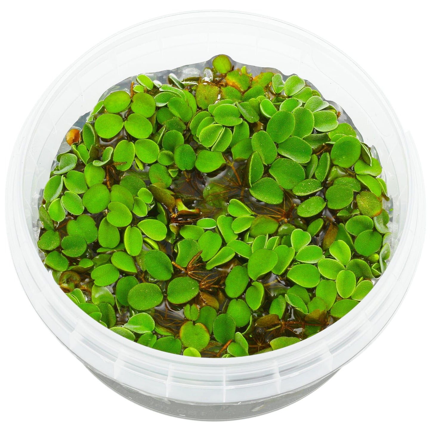 Salvinia Cucullata (~5in by 5in) - AquaHorizon