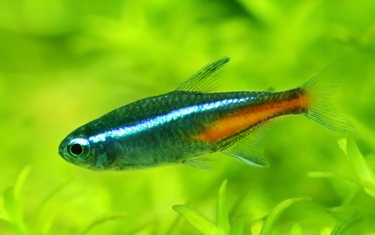 Are aquarium plants good for fish?