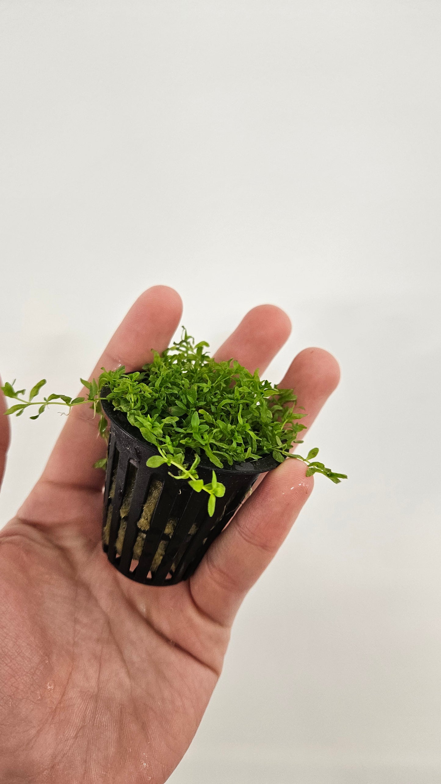 Pearl Weed Potted - AquaHorizon
