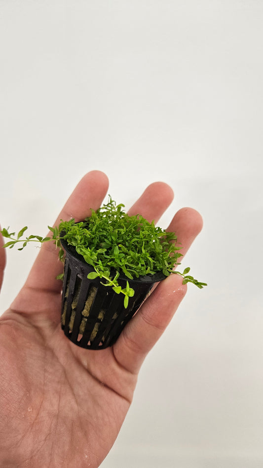 Pearl Weed Potted - AquaHorizon