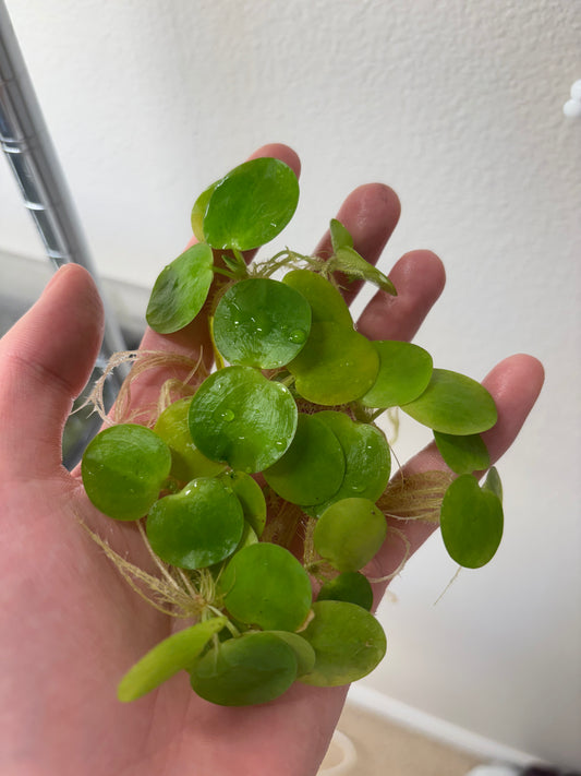 Amazon Frogbit (8 plants)