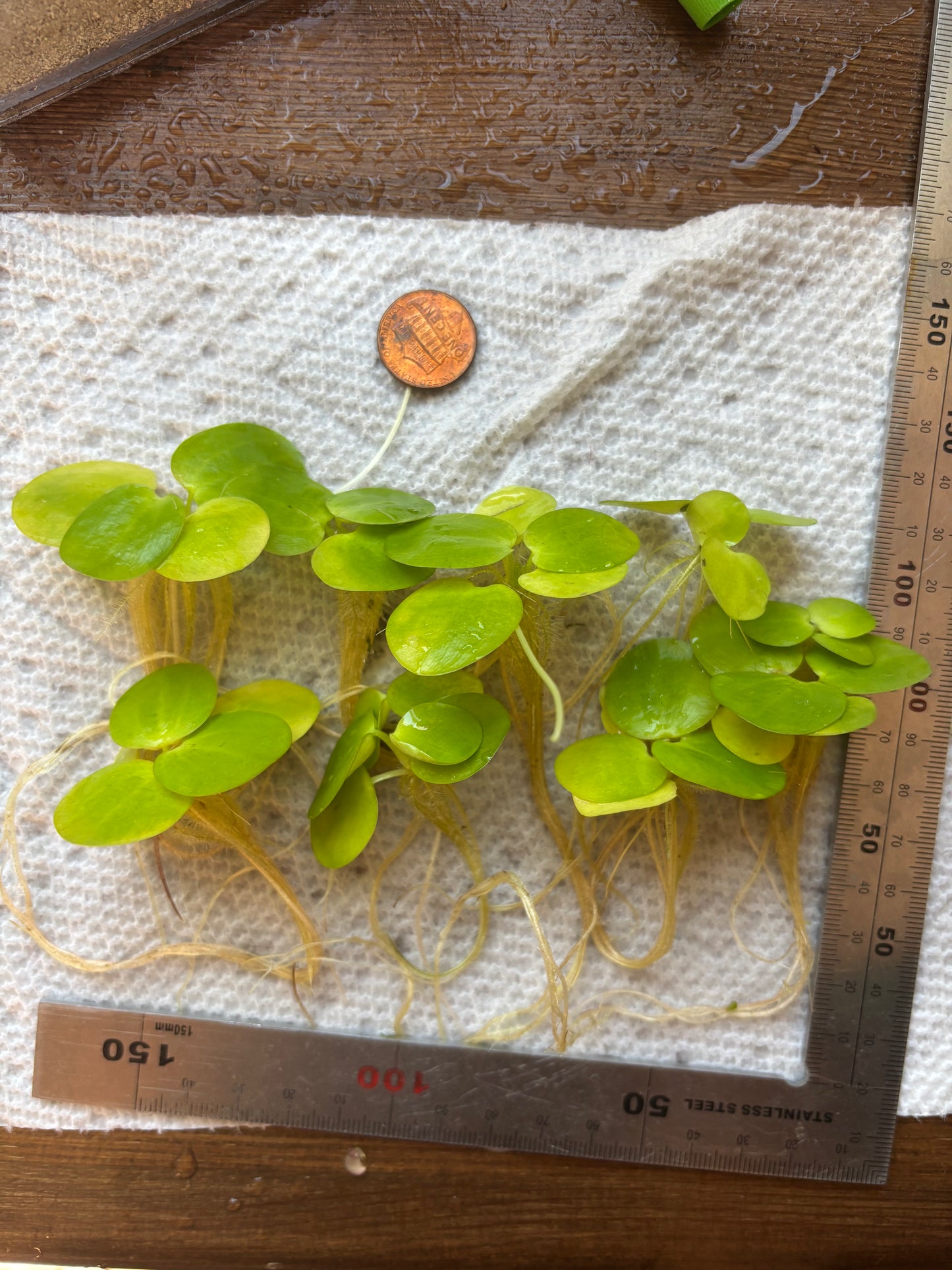 Amazon Frogbit (8 plants)