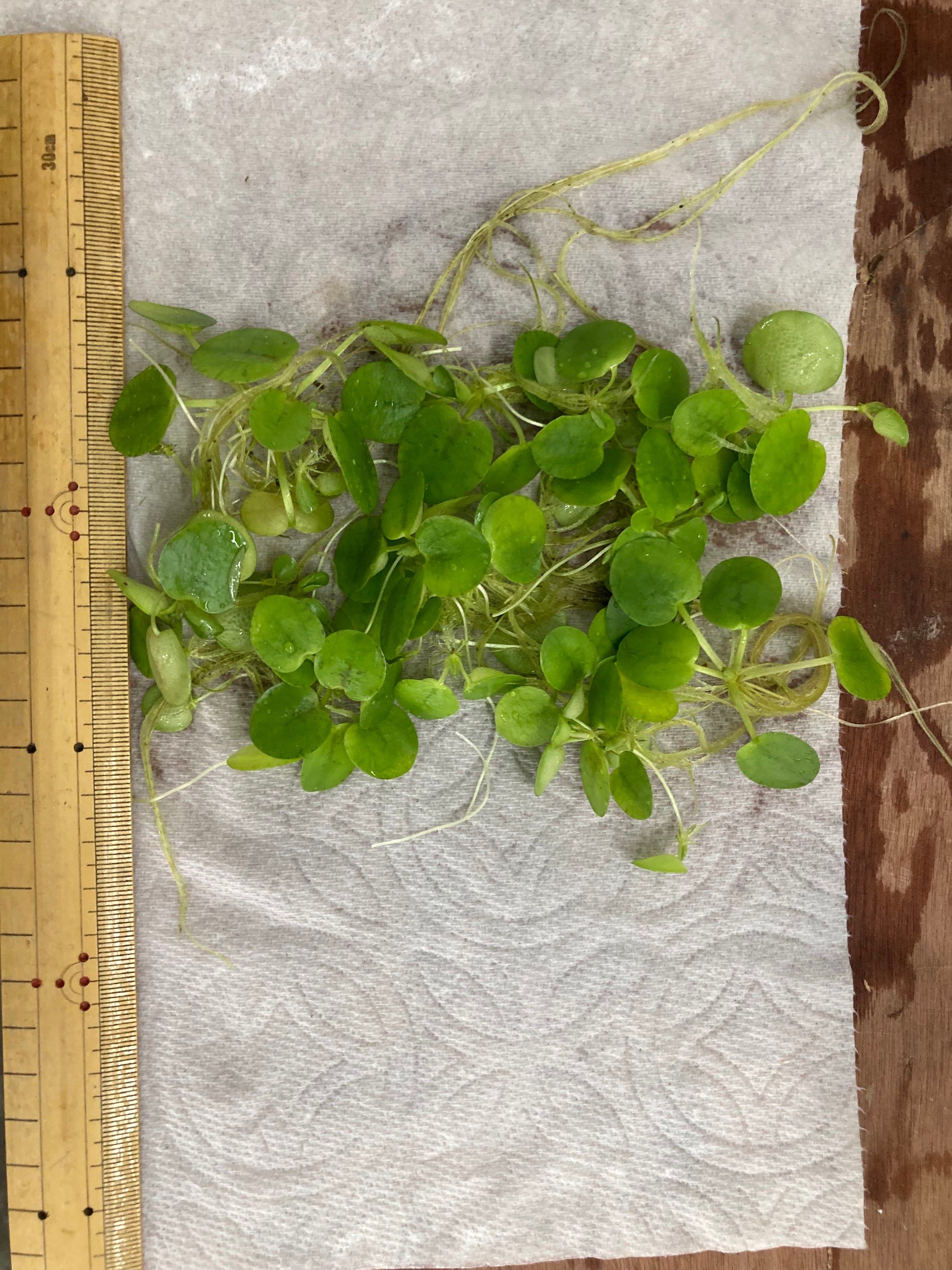 Amazon Frogbit (6 plants) - AquaHorizon