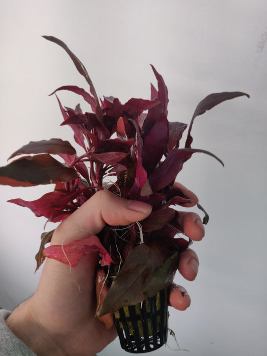 Alternanthera Reineckii "mini" Potted - AquaHorizon