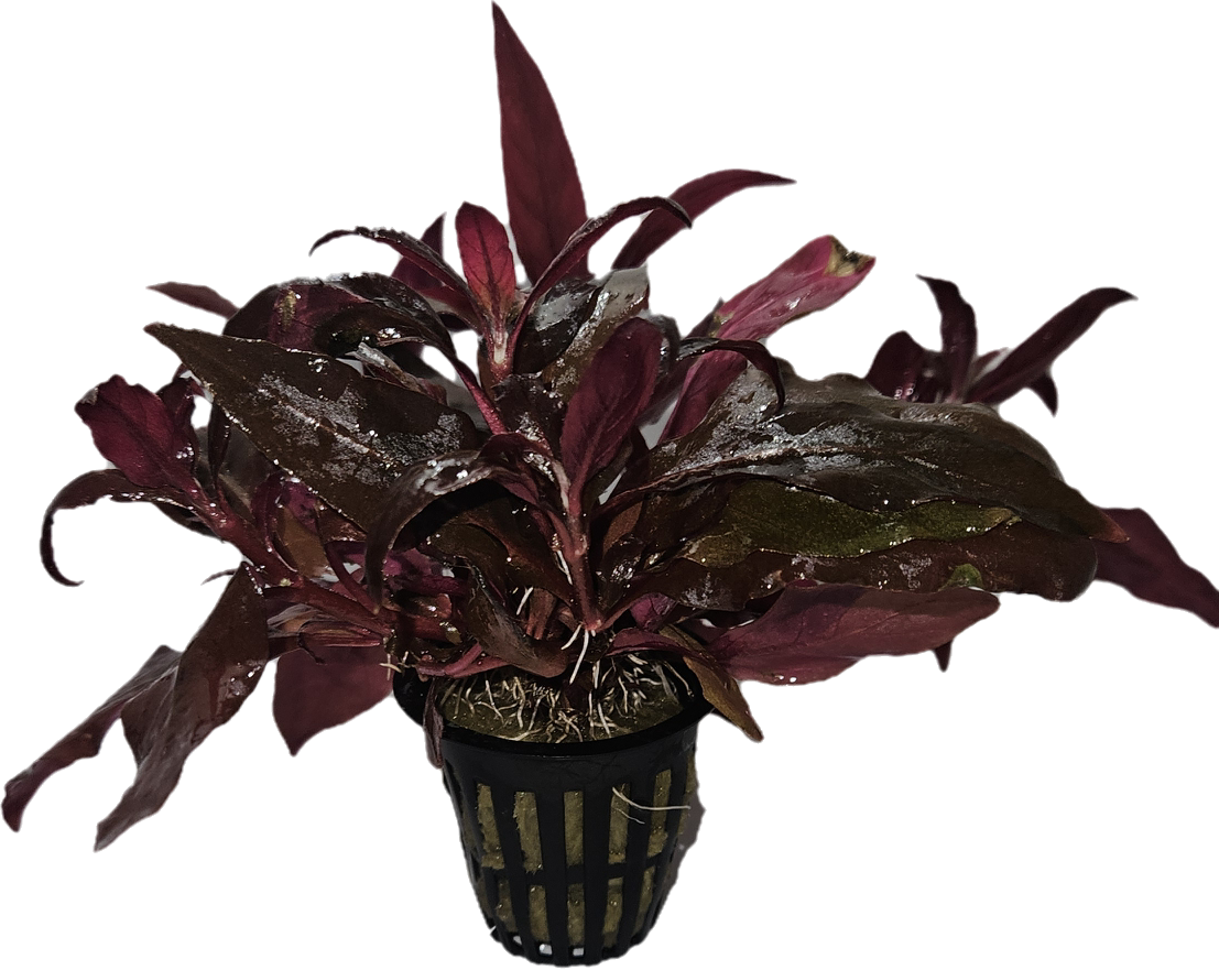 Alternanthera Reineckii "mini" Potted - AquaHorizon
