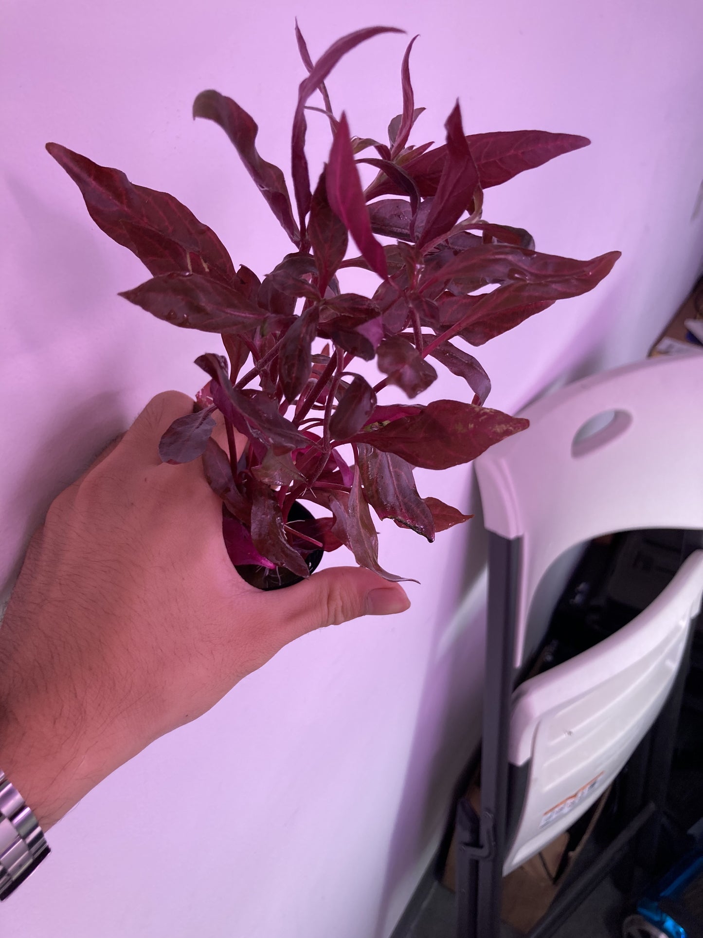 Alternanthera Reneckii Rosanervig Potted