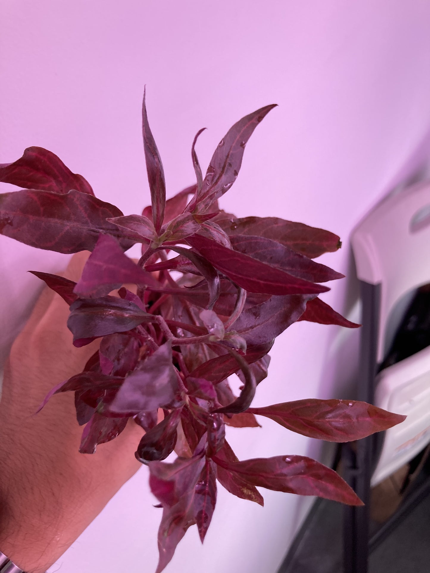 Alternanthera Reneckii Rosanervig Potted