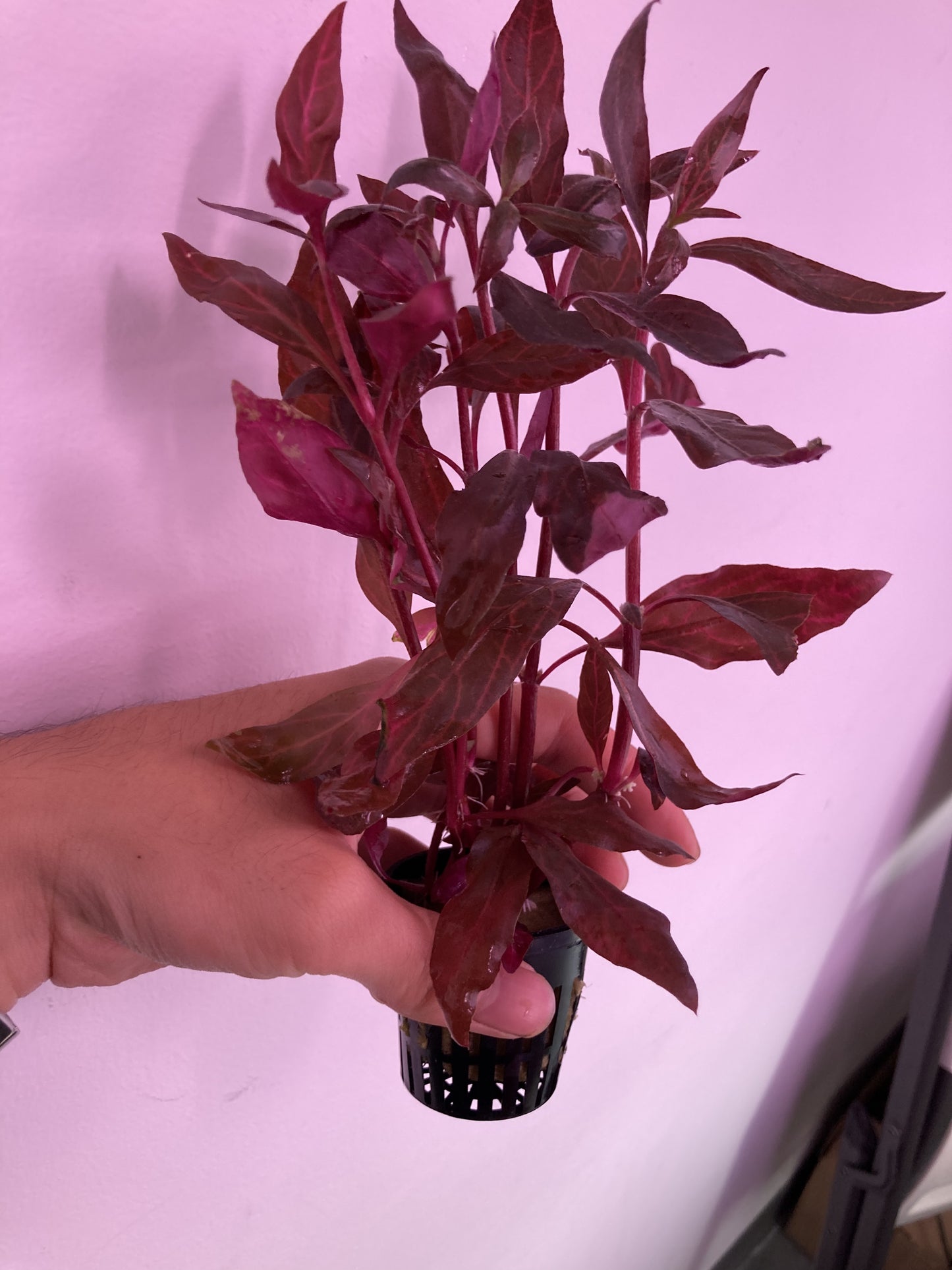 Alternanthera Reneckii Rosanervig Potted