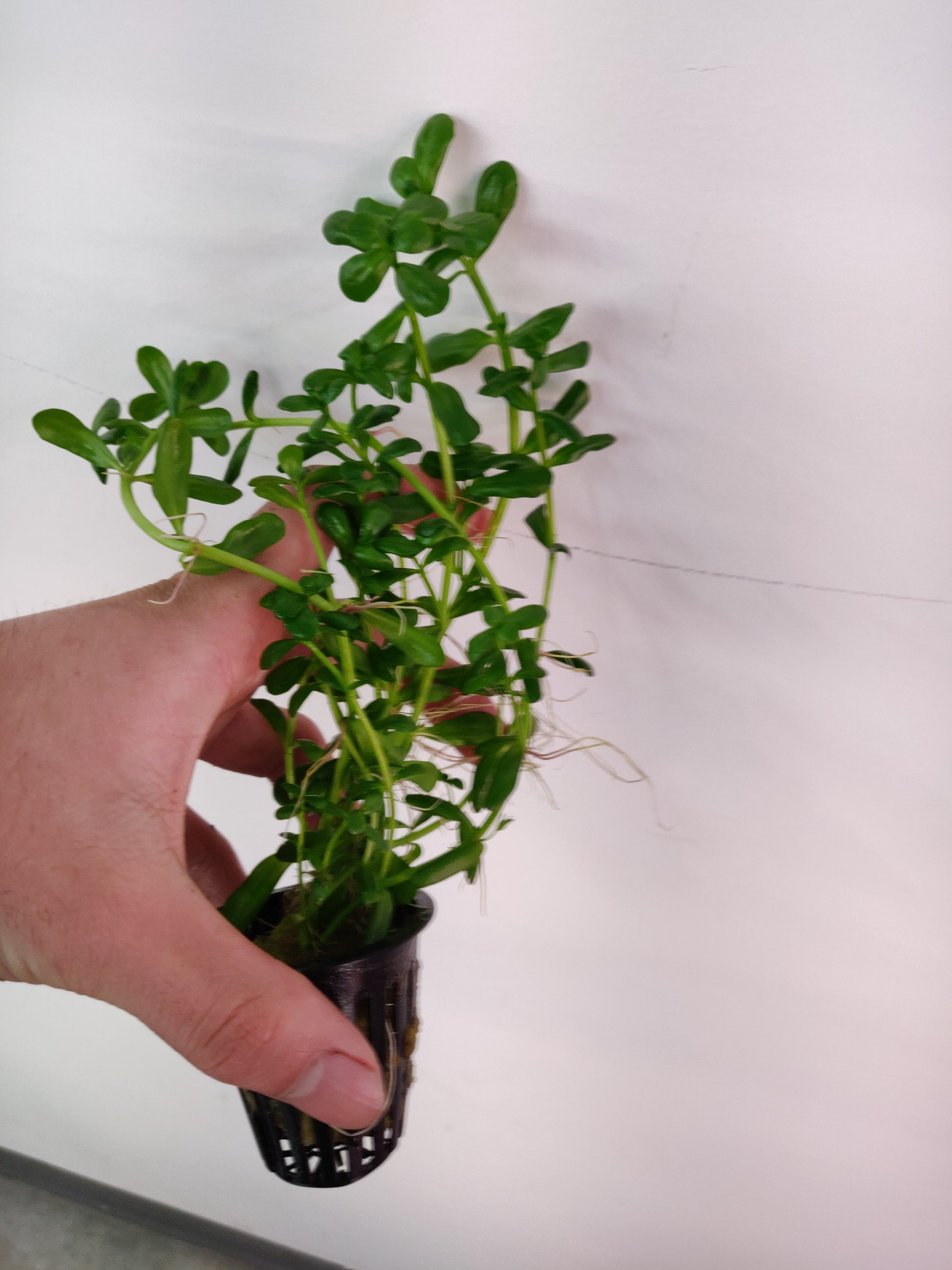 Bacopa Monnieri/Monneywort Potted - AquaHorizon