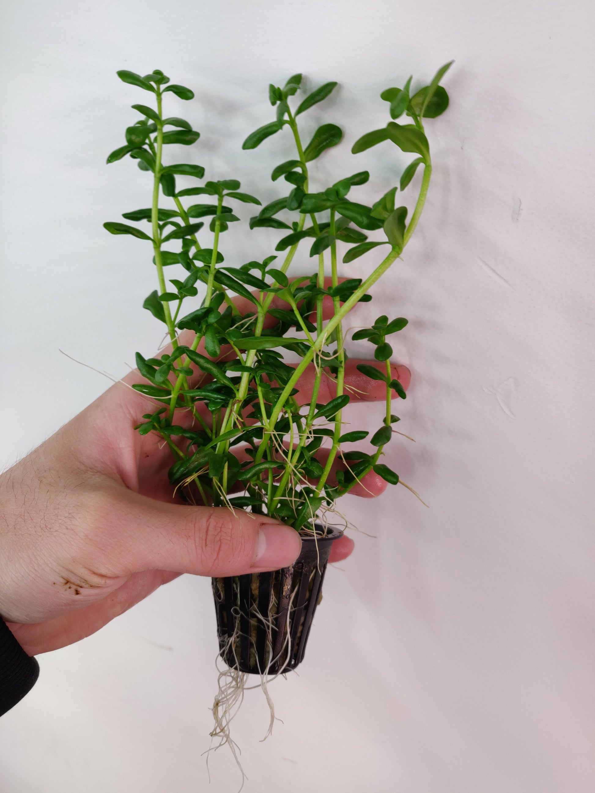 Bacopa Monnieri/Monneywort Potted - AquaHorizon