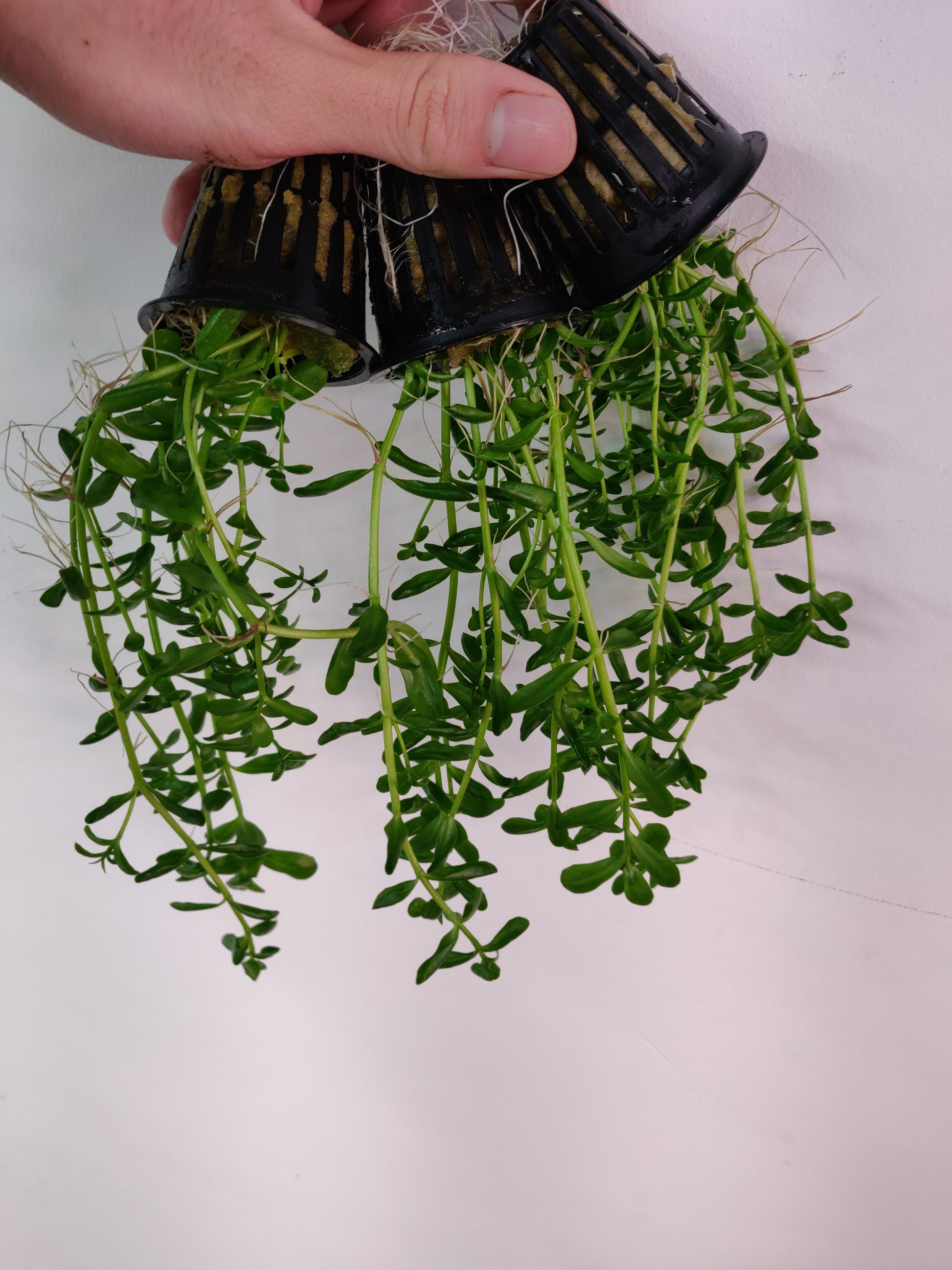 Bacopa Monnieri/Monneywort Potted - AquaHorizon
