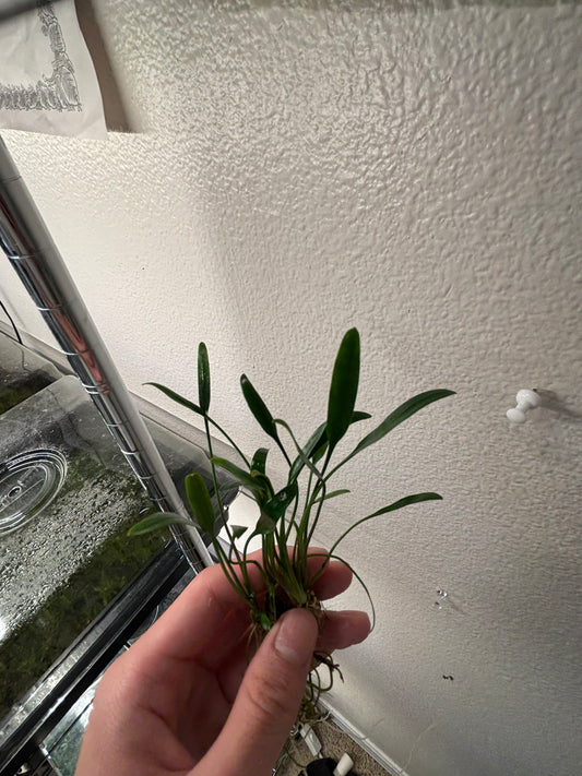 Cryptocoryne Lucens