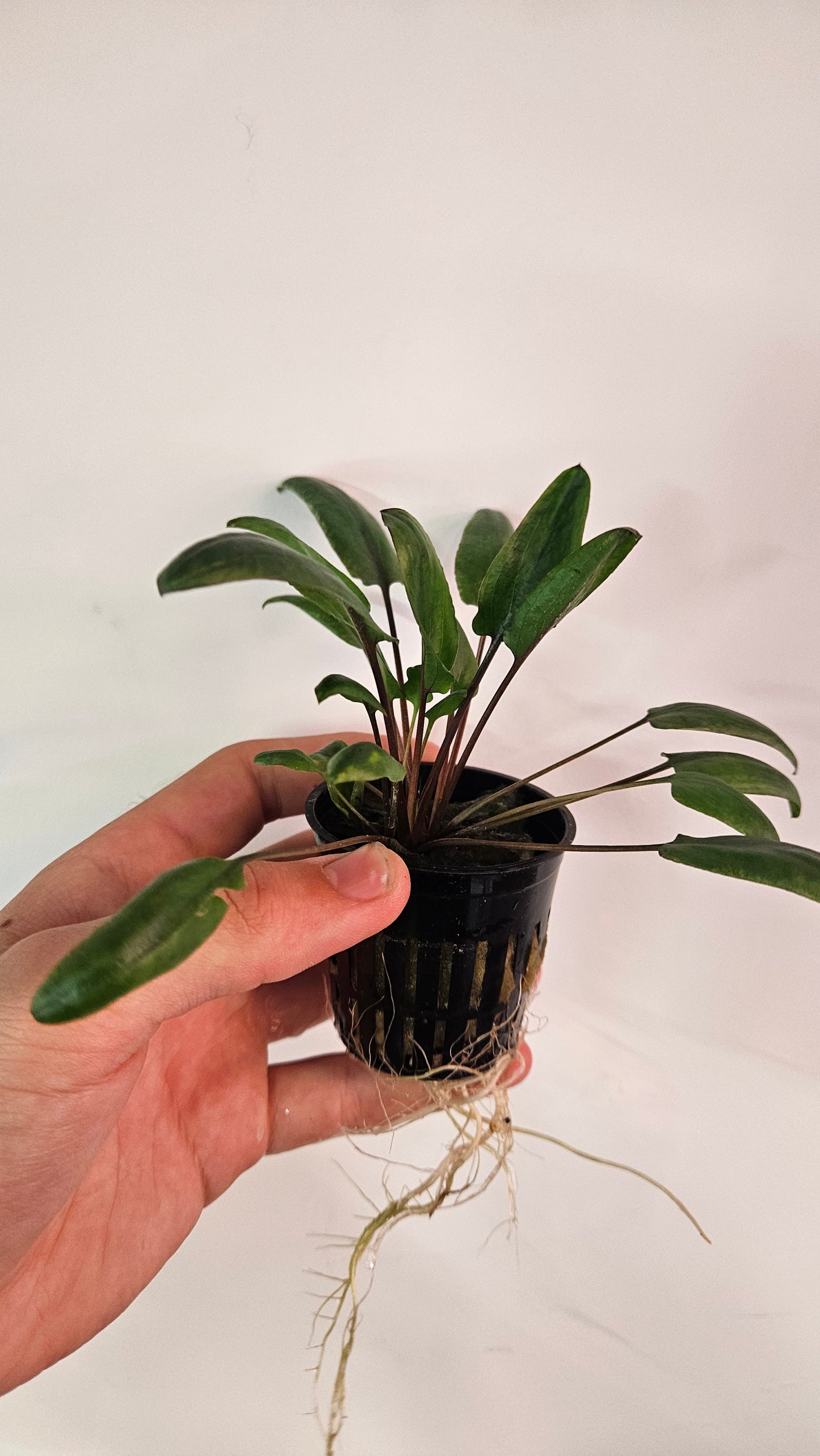 Cryptocoryne Wendtii Green Gecko Potted