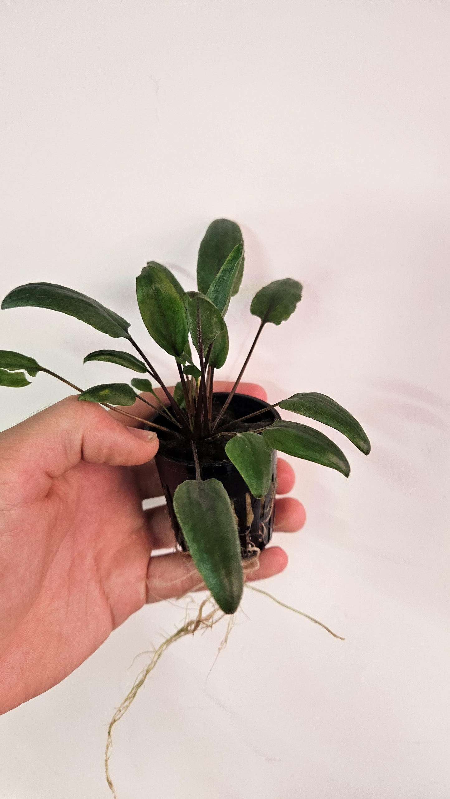 Cryptocoryne Wendtii Green Gecko Potted