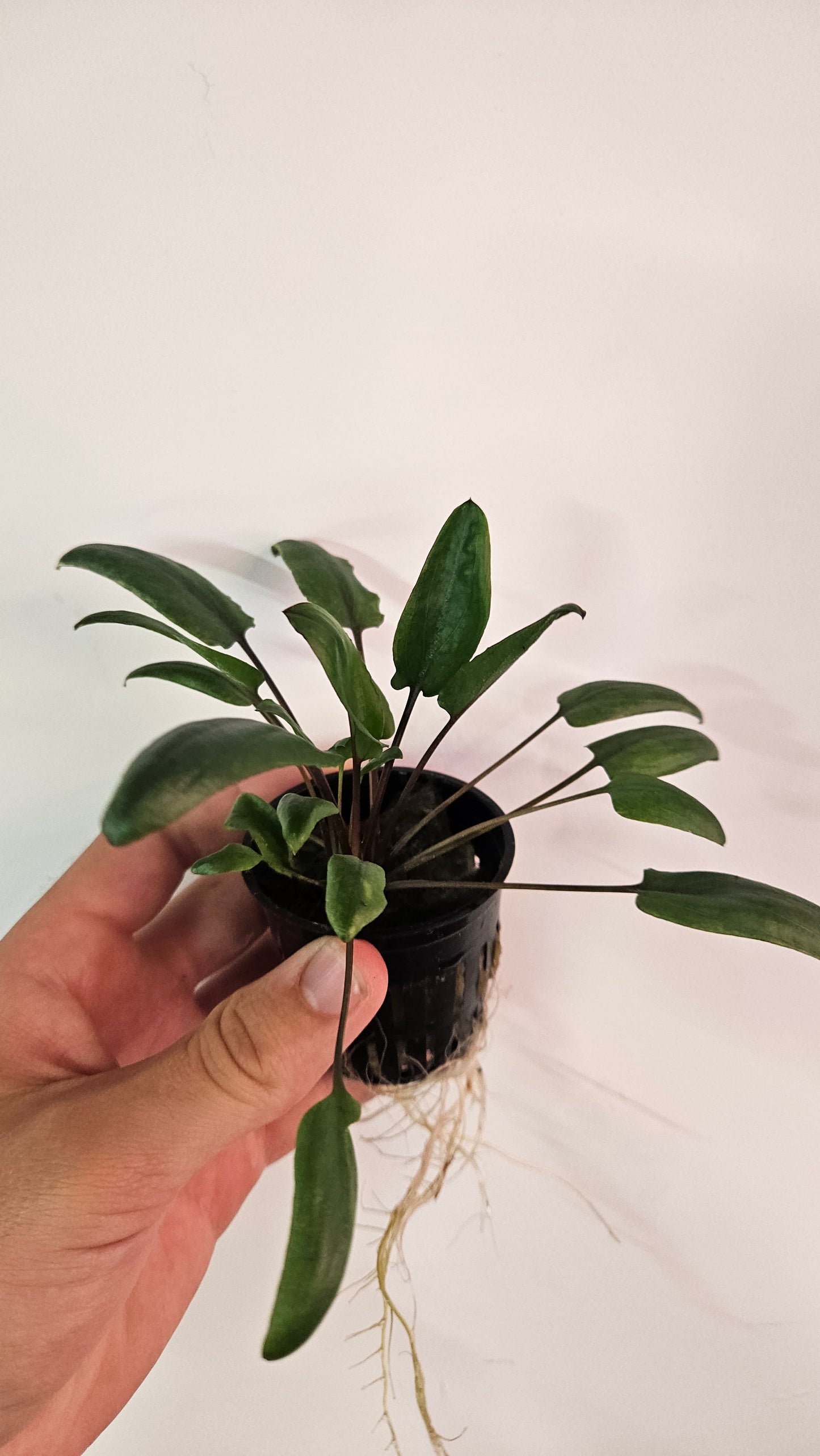 Cryptocoryne Wendtii Green Gecko Potted
