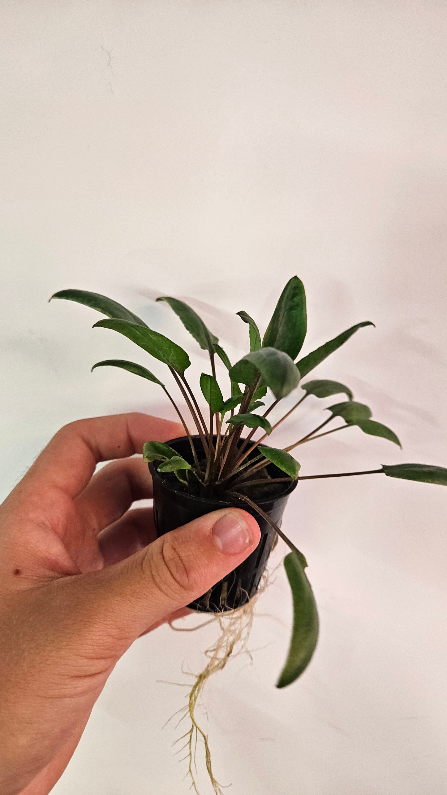 Cryptocoryne Wendtii Green Gecko Potted