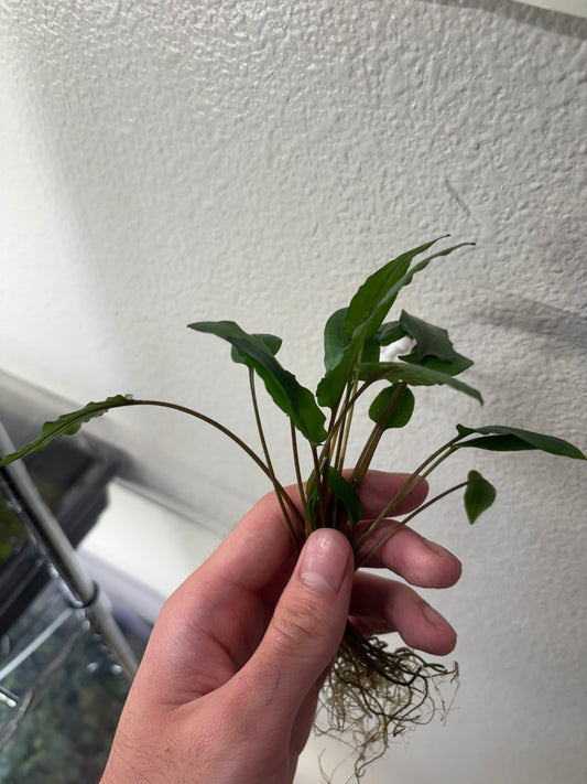 Cryptocoryne Wendtii Gecko