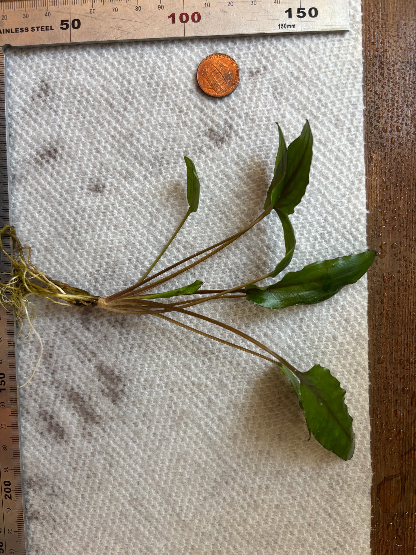 Cryptocoryne Wendtii Gecko