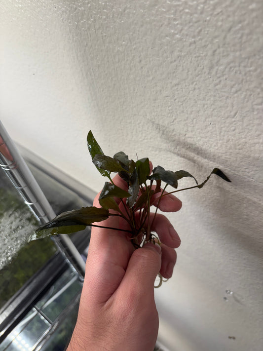 Cryptocoryne Wendtii