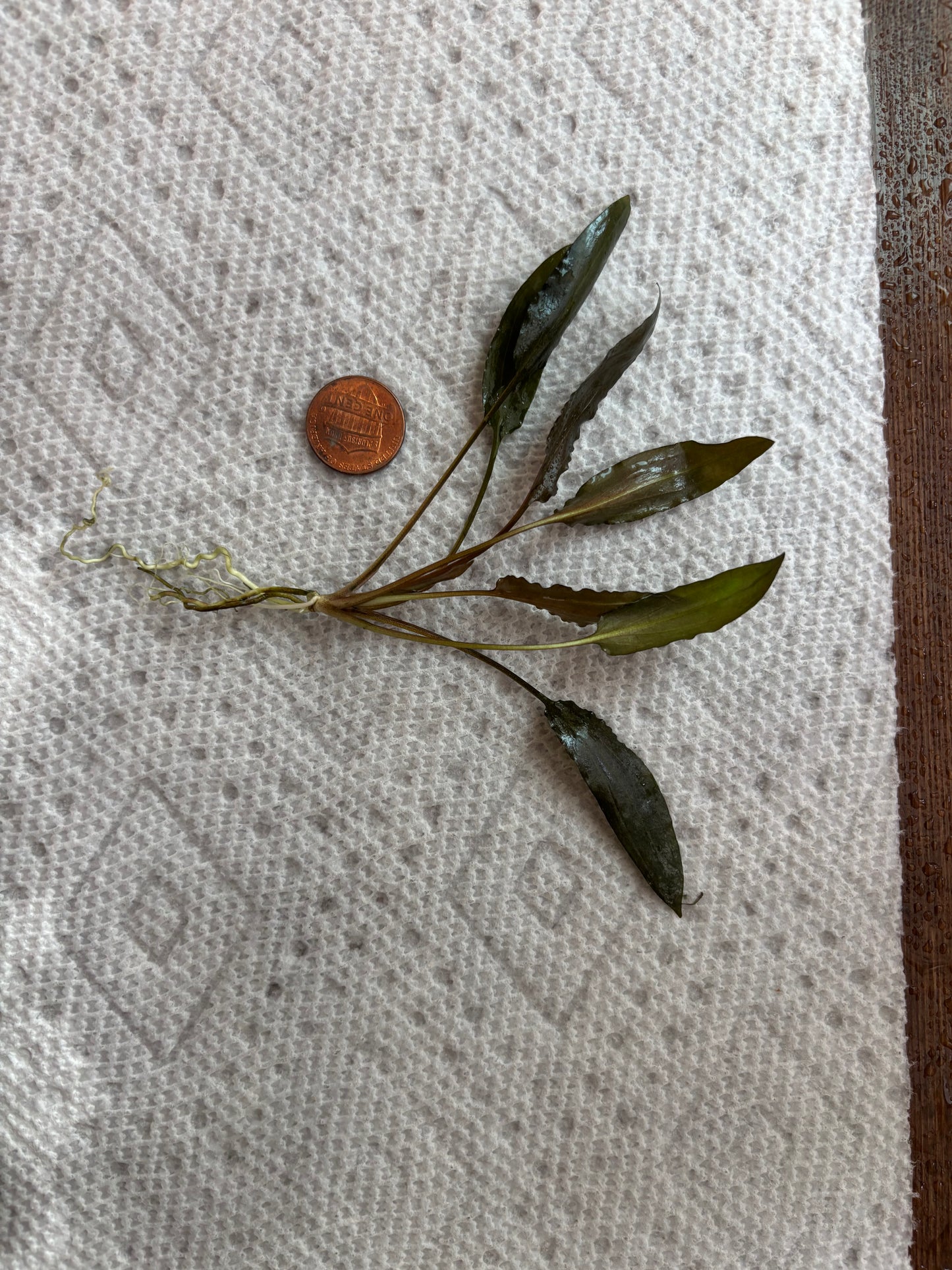 Cryptocoryne Wendtii