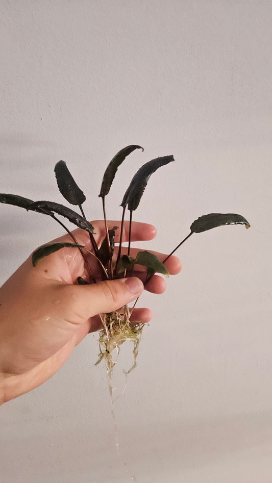 Cryptocoryne Wendtii