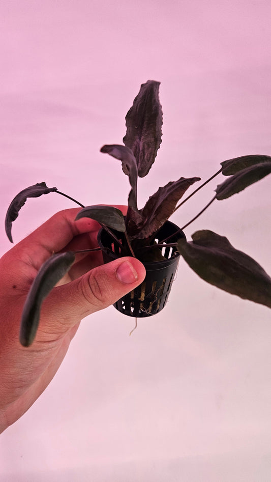 Cryptocoryne Wendtii Tropica Potted