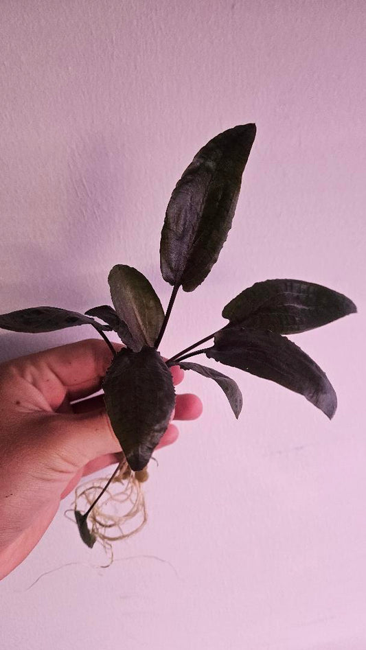 Cryptocoryne Wendtii Tropica - AquaHorizon