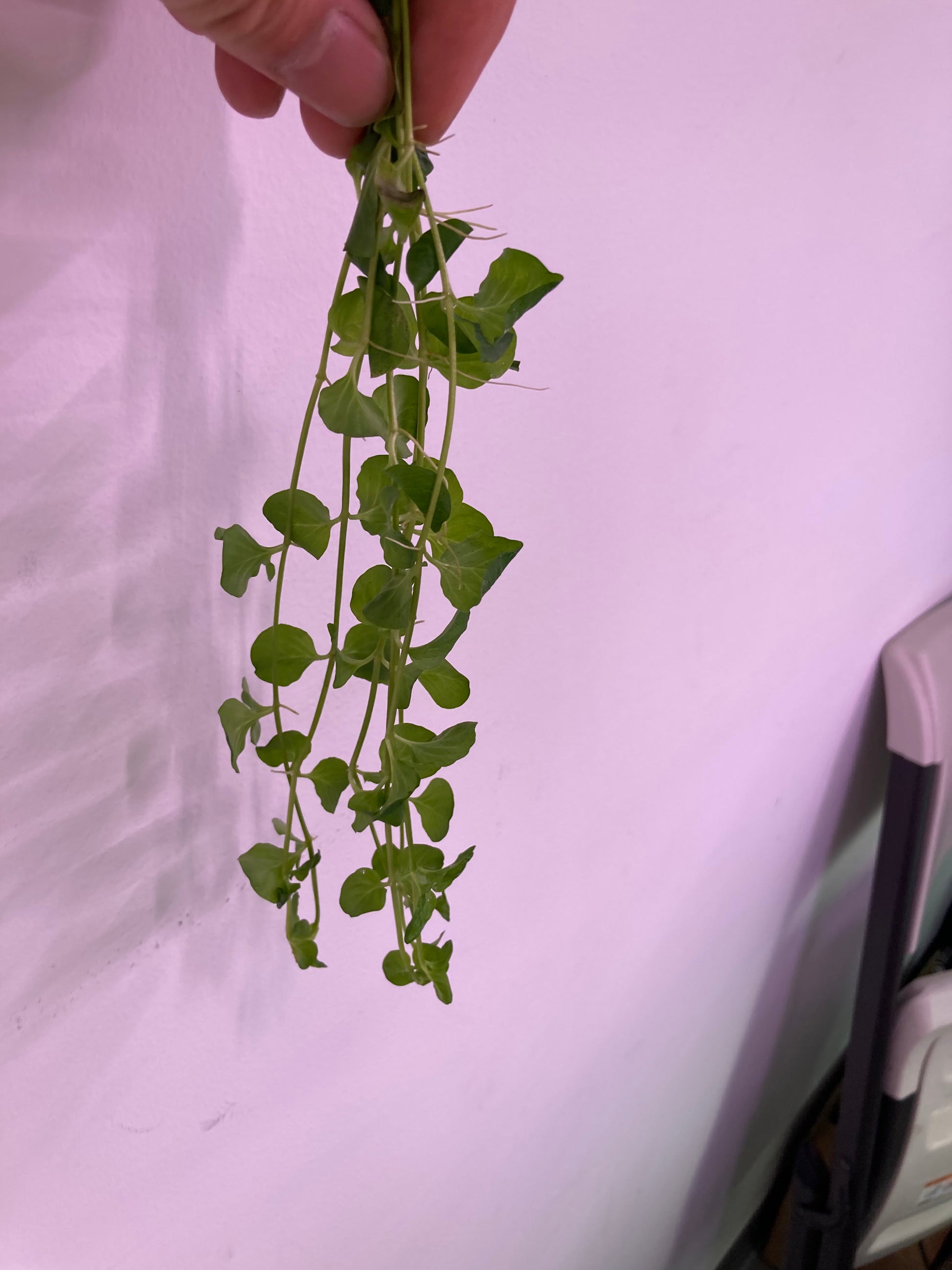 Golden Creeping Jenny (6 stems) - AquaHorizon