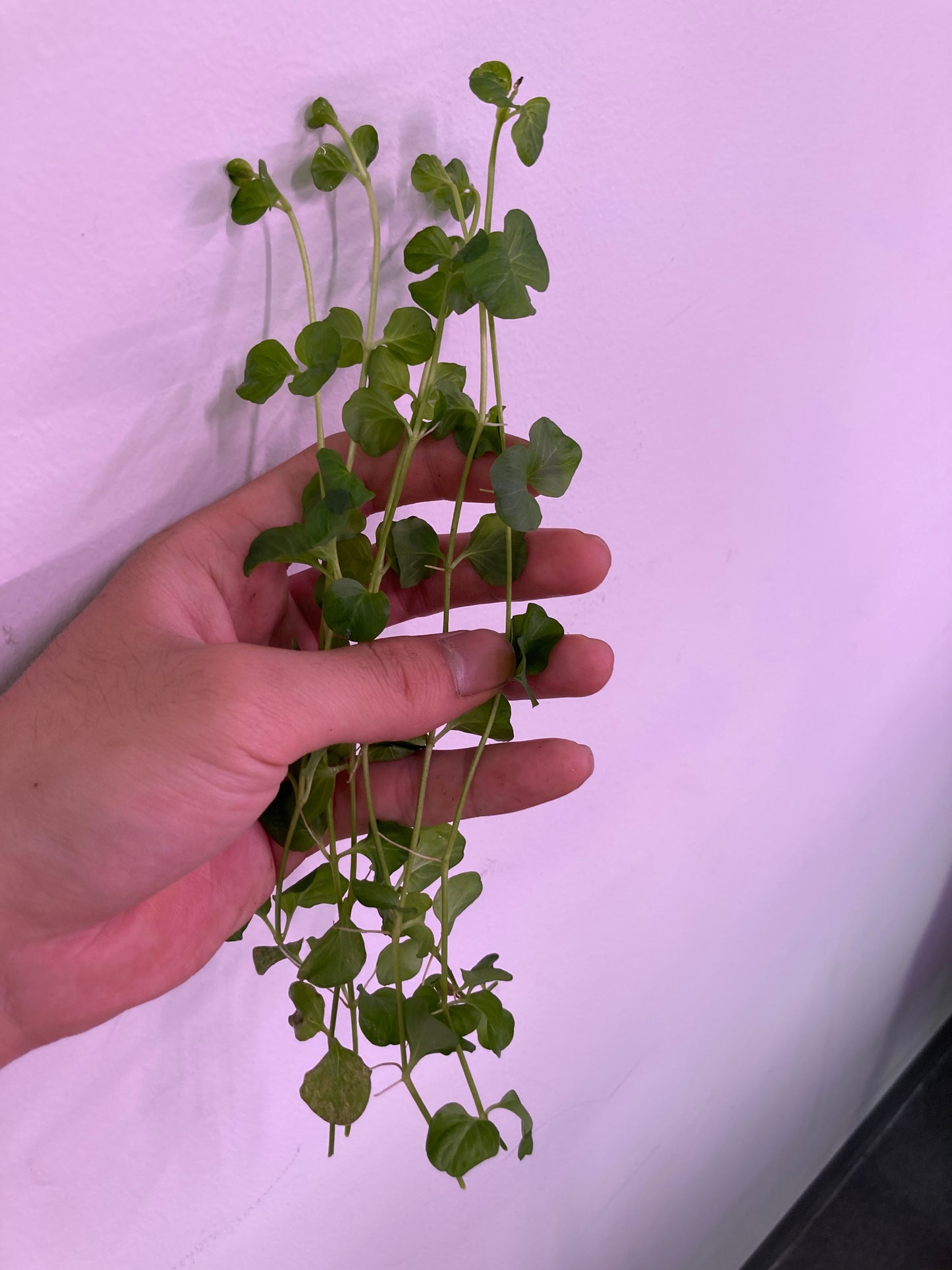 Golden Creeping Jenny (6 stems) - AquaHorizon