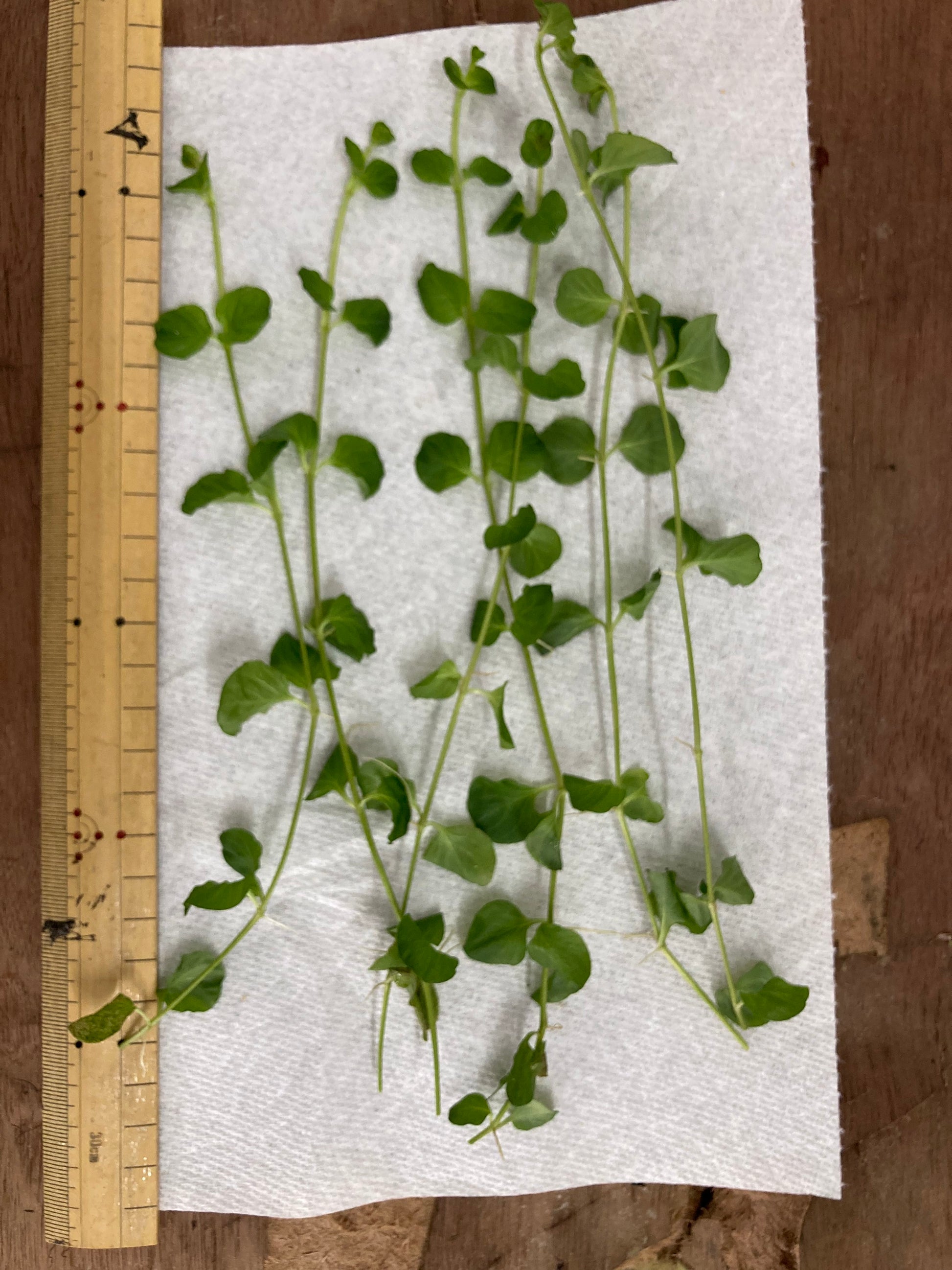 Golden Creeping Jenny (6 stems) - AquaHorizon