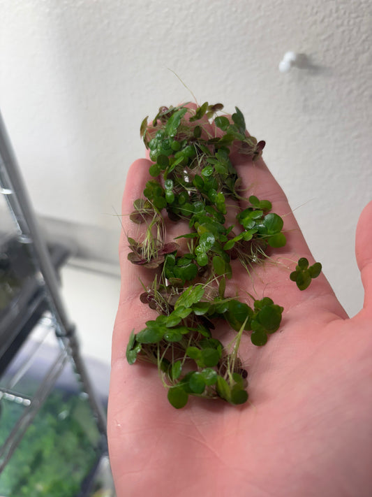 Giant Duck Weed "Spirodela Polyrhiza" - AquaHorizon