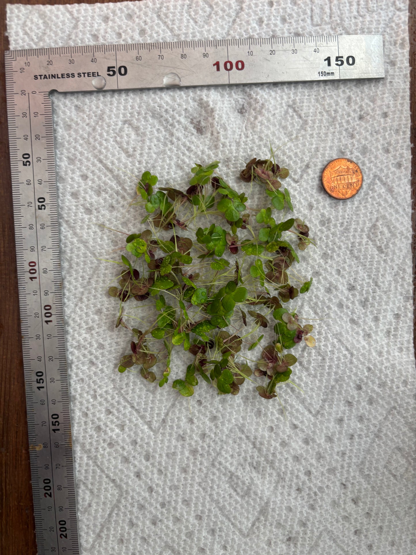 Giant Duck Weed "Spirodela Polyrhiza" - AquaHorizon